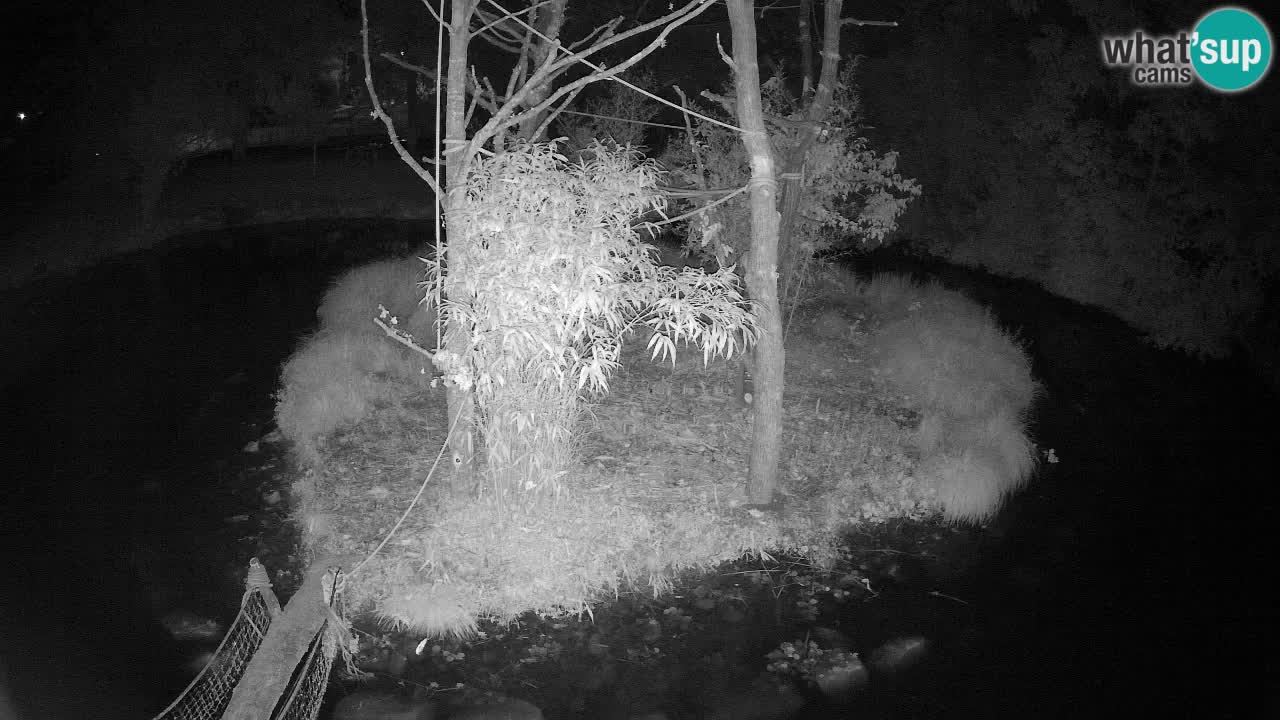 Südlicher Gelbwangen-Schopfgibbon Zoo Ljubljana webcam