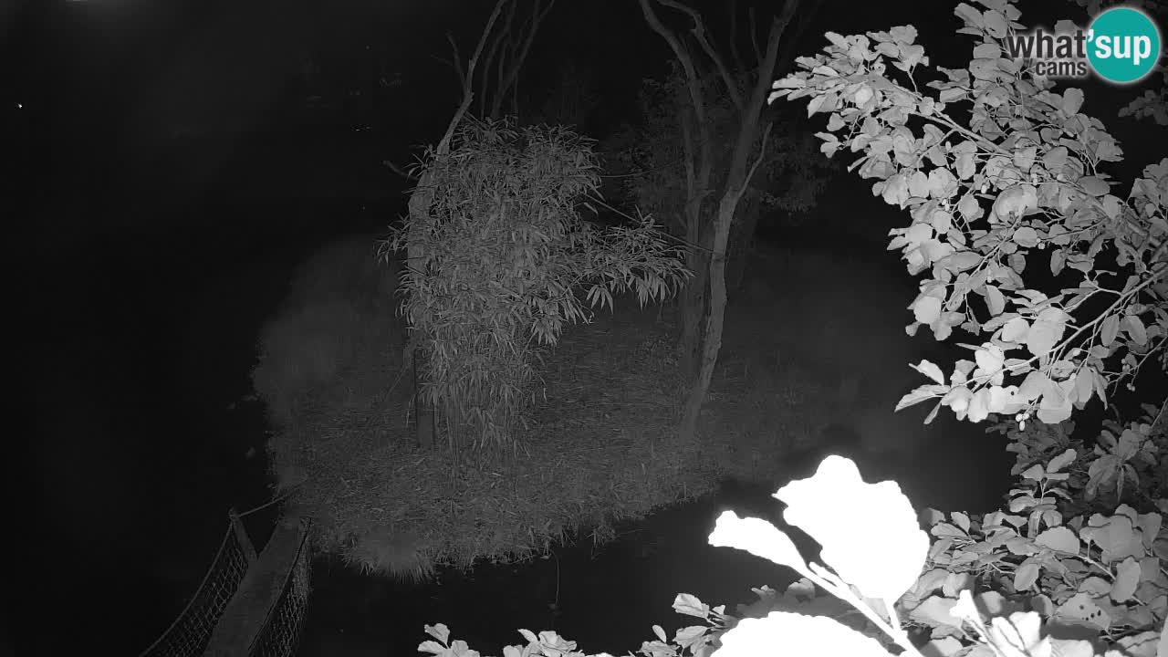 Südlicher Gelbwangen-Schopfgibbon Zoo Ljubljana webcam