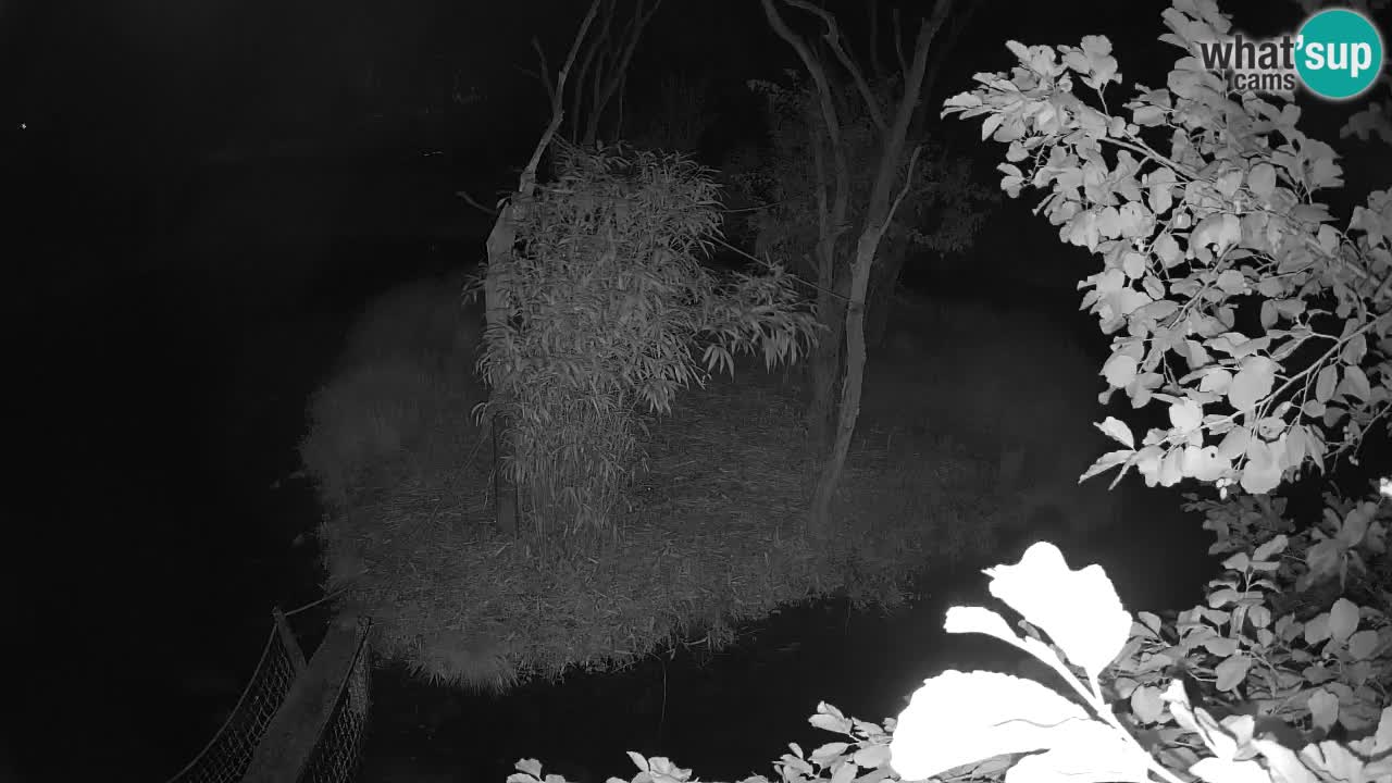 Südlicher Gelbwangen-Schopfgibbon Zoo Ljubljana webcam