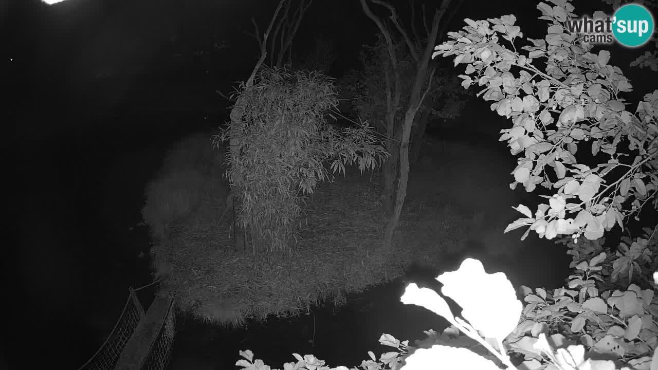 Gibbon à joues jaunes Zoo Ljubljana live cam