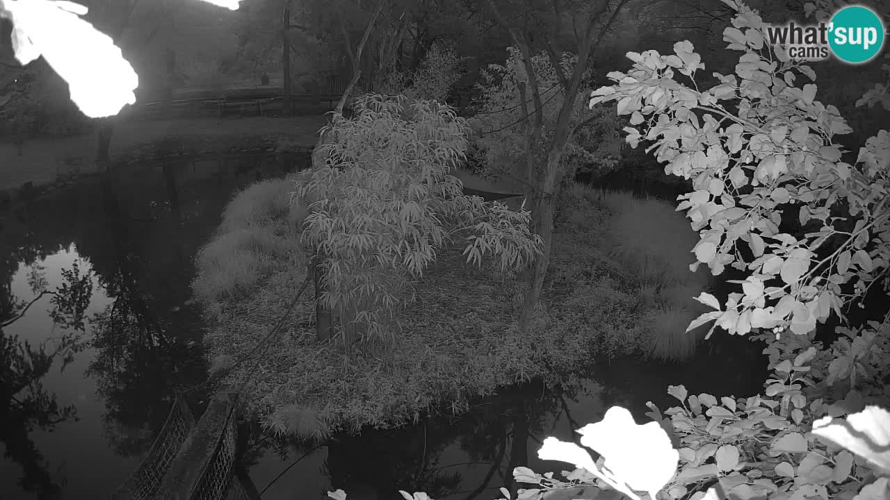Südlicher Gelbwangen-Schopfgibbon Zoo Ljubljana webcam