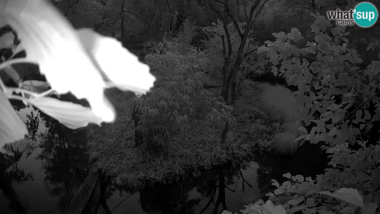Südlicher Gelbwangen-Schopfgibbon Zoo Ljubljana webcam
