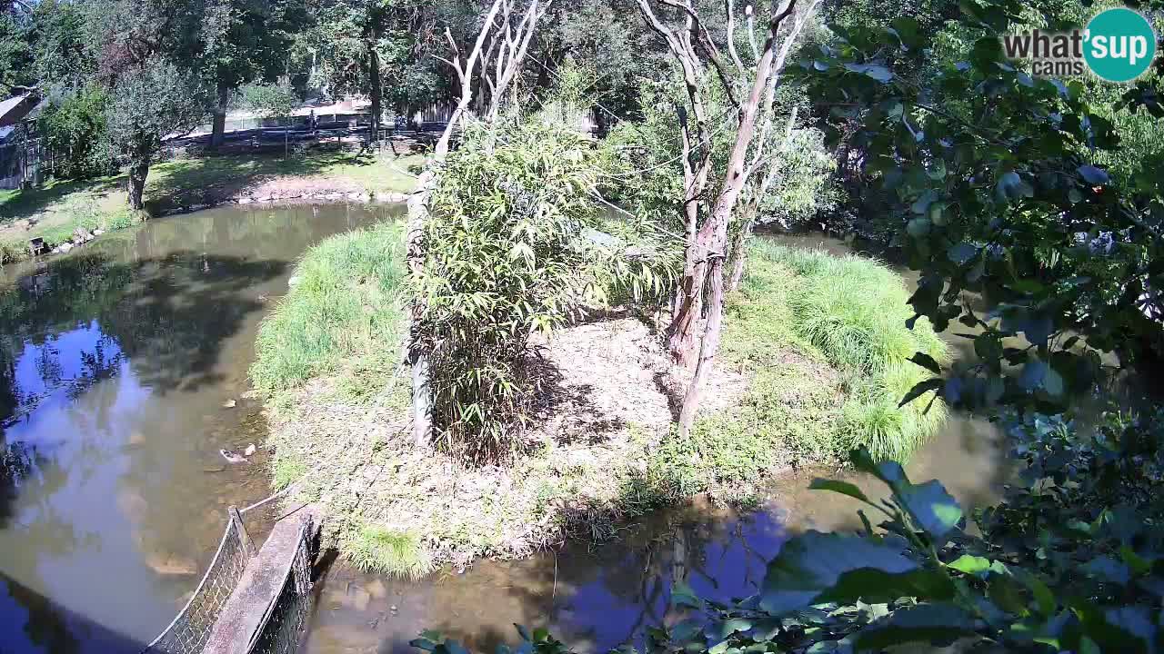 Yellow-cheeked gibbon Zoo Ljubljana livecam