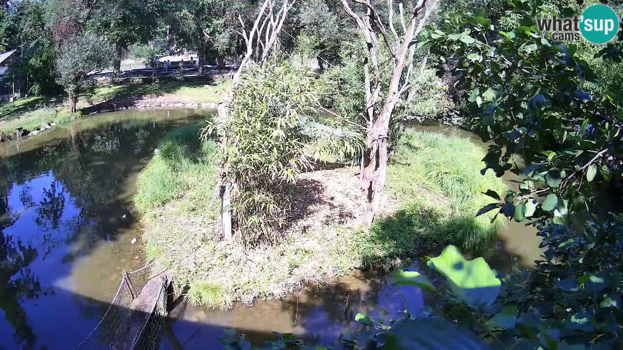 Südlicher Gelbwangen-Schopfgibbon Zoo Ljubljana webcam