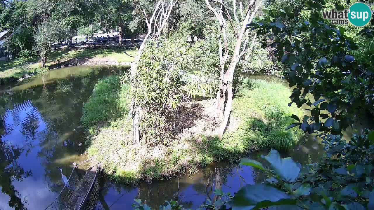 Yellow-cheeked gibbon Zoo Ljubljana livecam