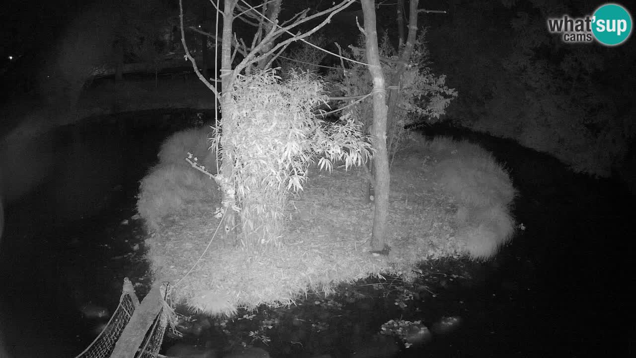 Gibbon à joues jaunes Zoo Ljubljana live cam