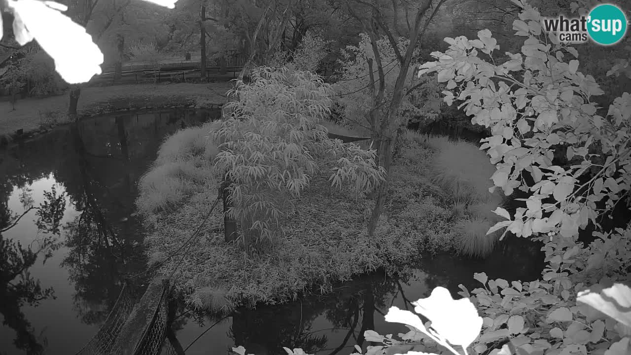 Südlicher Gelbwangen-Schopfgibbon Zoo Ljubljana webcam