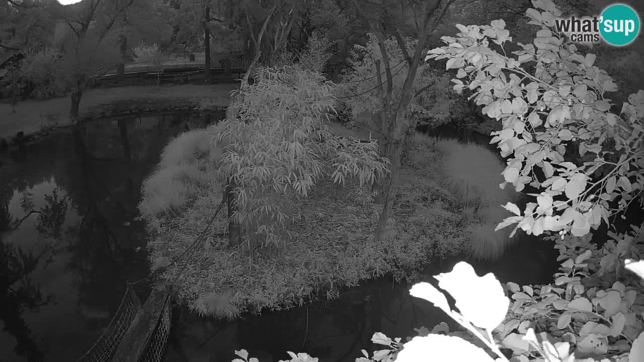 Südlicher Gelbwangen-Schopfgibbon Zoo Ljubljana webcam