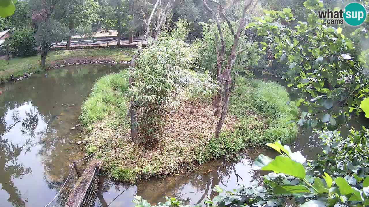 Gibbon à joues jaunes Zoo Ljubljana live cam