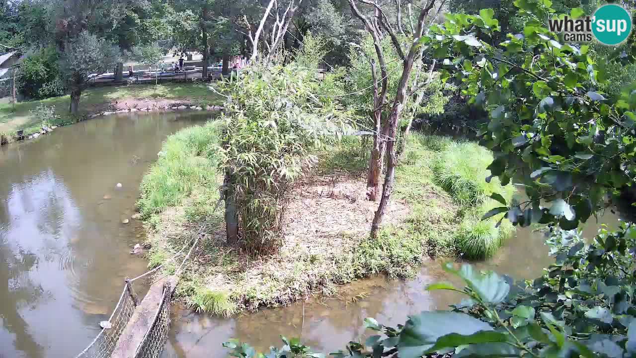 Südlicher Gelbwangen-Schopfgibbon Zoo Ljubljana webcam
