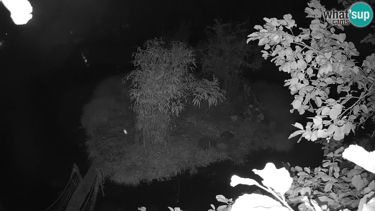 Yellow-cheeked gibbon Zoo Ljubljana livecam