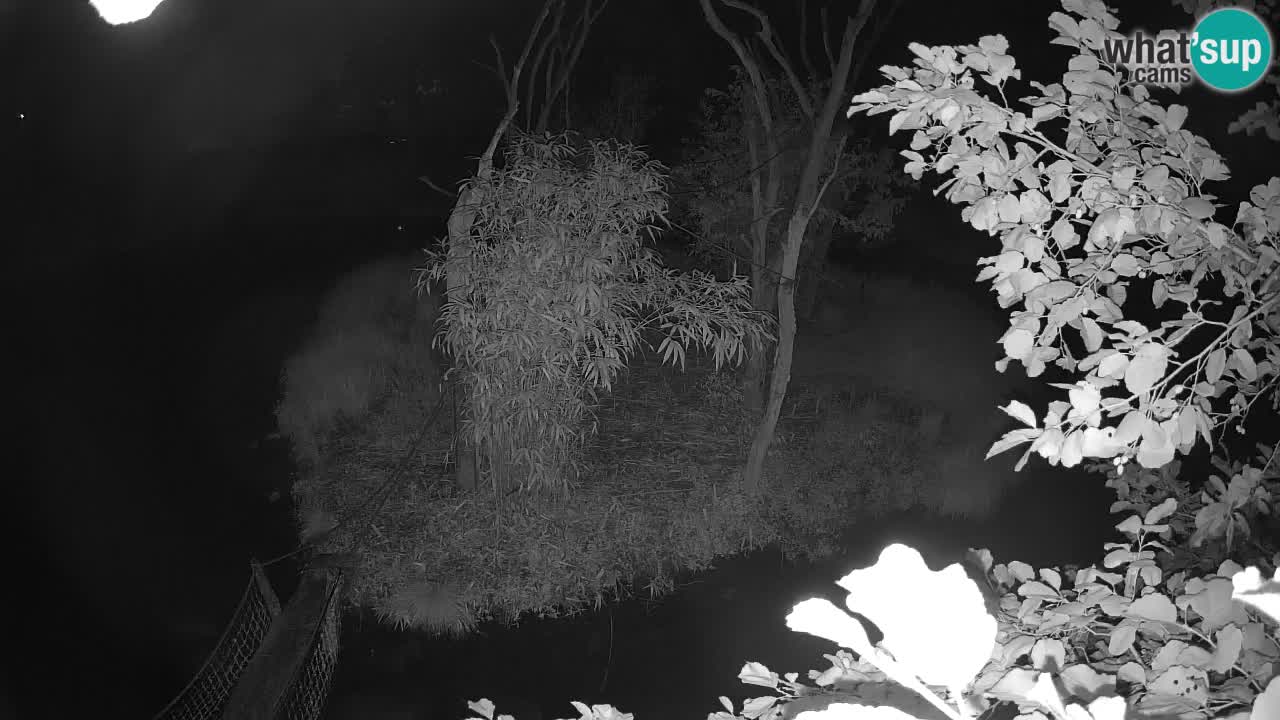 Yellow-cheeked gibbon Zoo Ljubljana livecam