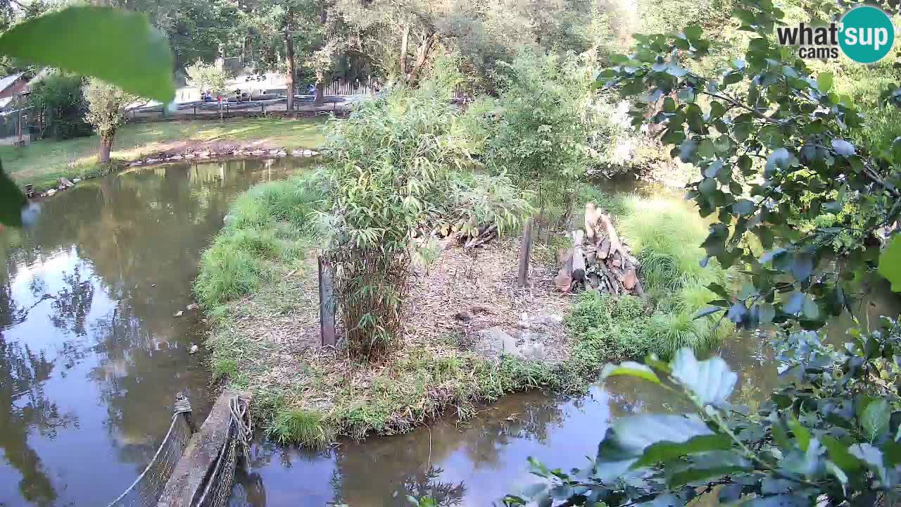 Yellow-cheeked gibbon Zoo Ljubljana livecam