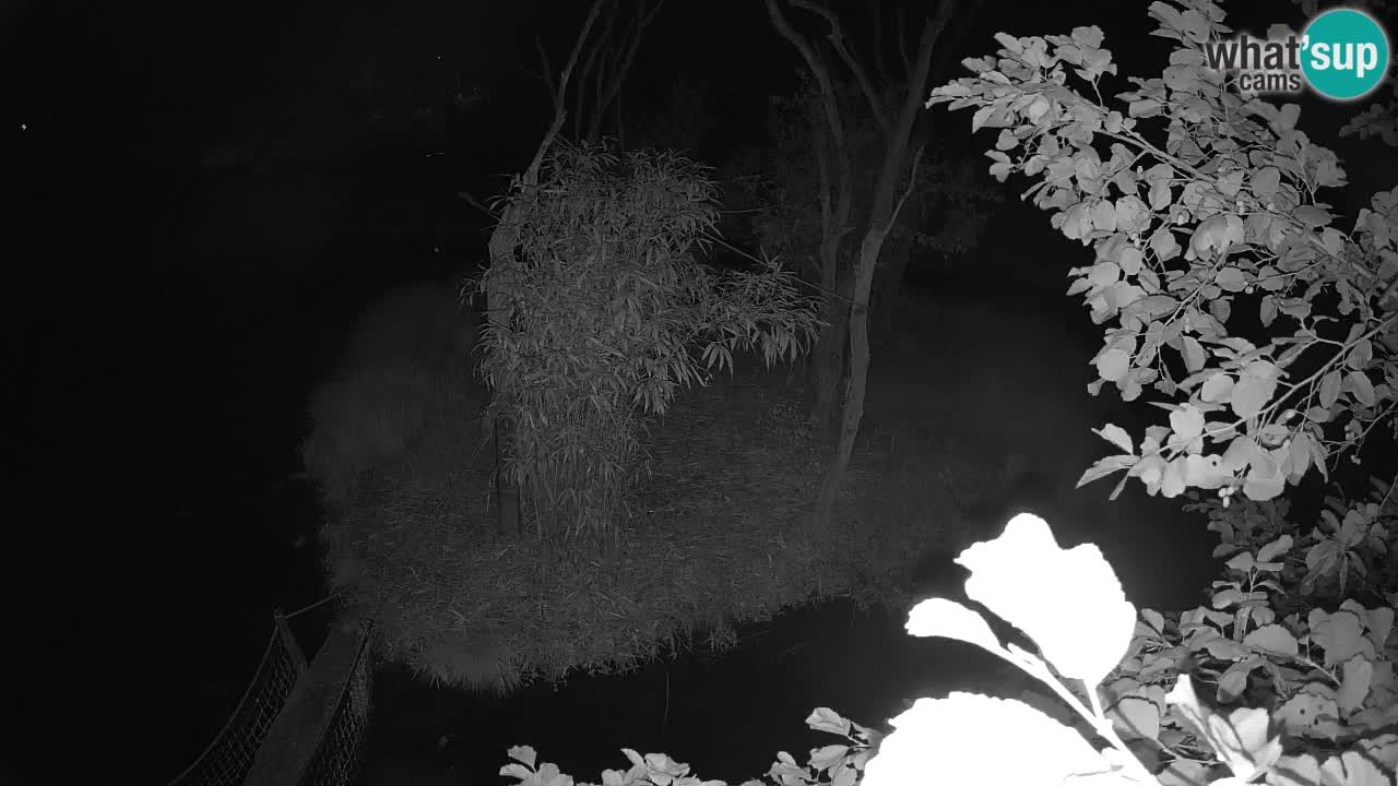 Gibon – Nomascus gabriellae – Zoo Ljubljana web kamera
