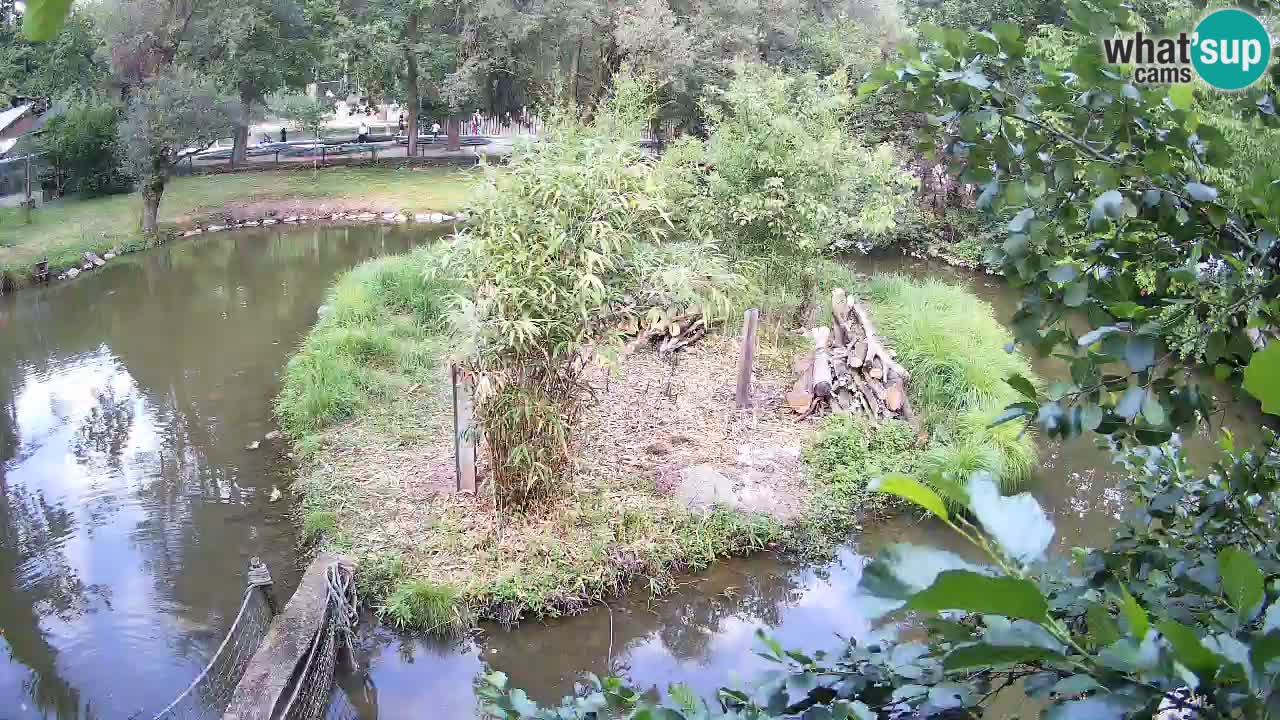 Zlatolični gibon živalski vrt Ljubljana