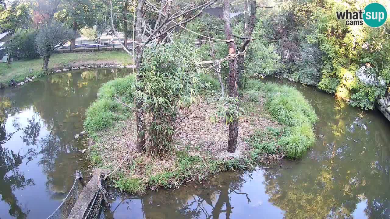 Gibbone dalle guance rosa nello ZOO di Ljubljana