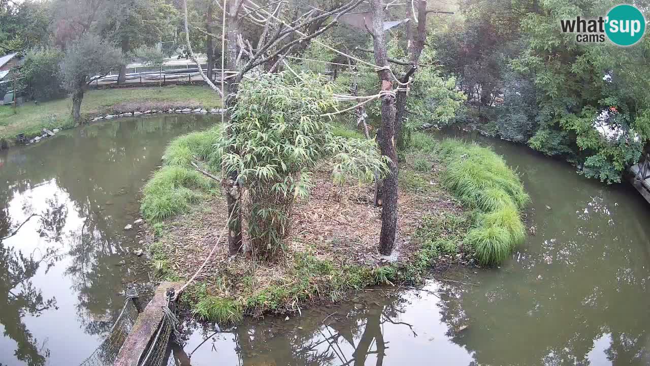 Südlicher Gelbwangen-Schopfgibbon Zoo Ljubljana webcam