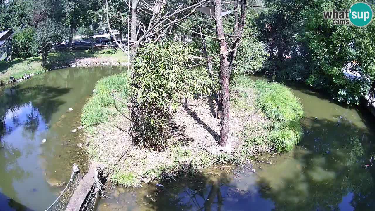 Südlicher Gelbwangen-Schopfgibbon Zoo Ljubljana webcam