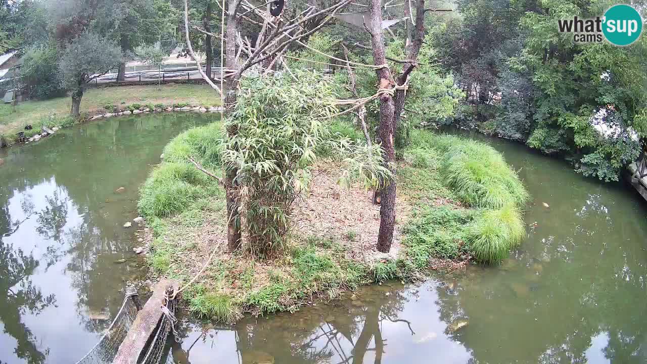 Gibbon à joues jaunes Zoo Ljubljana live cam