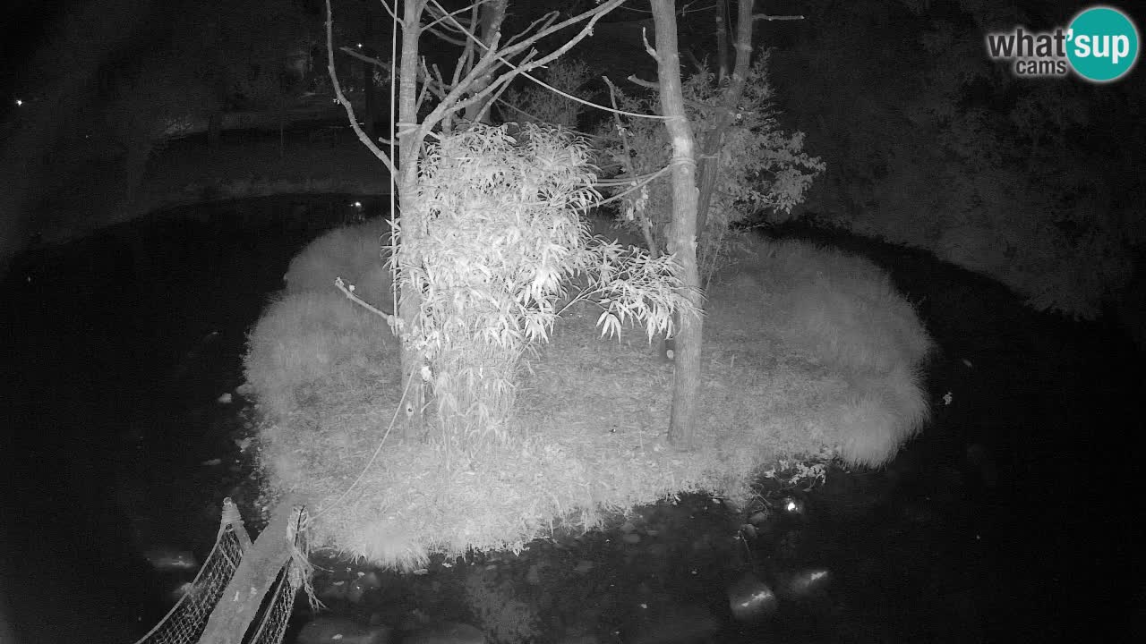Gibbon à joues jaunes Zoo Ljubljana live cam