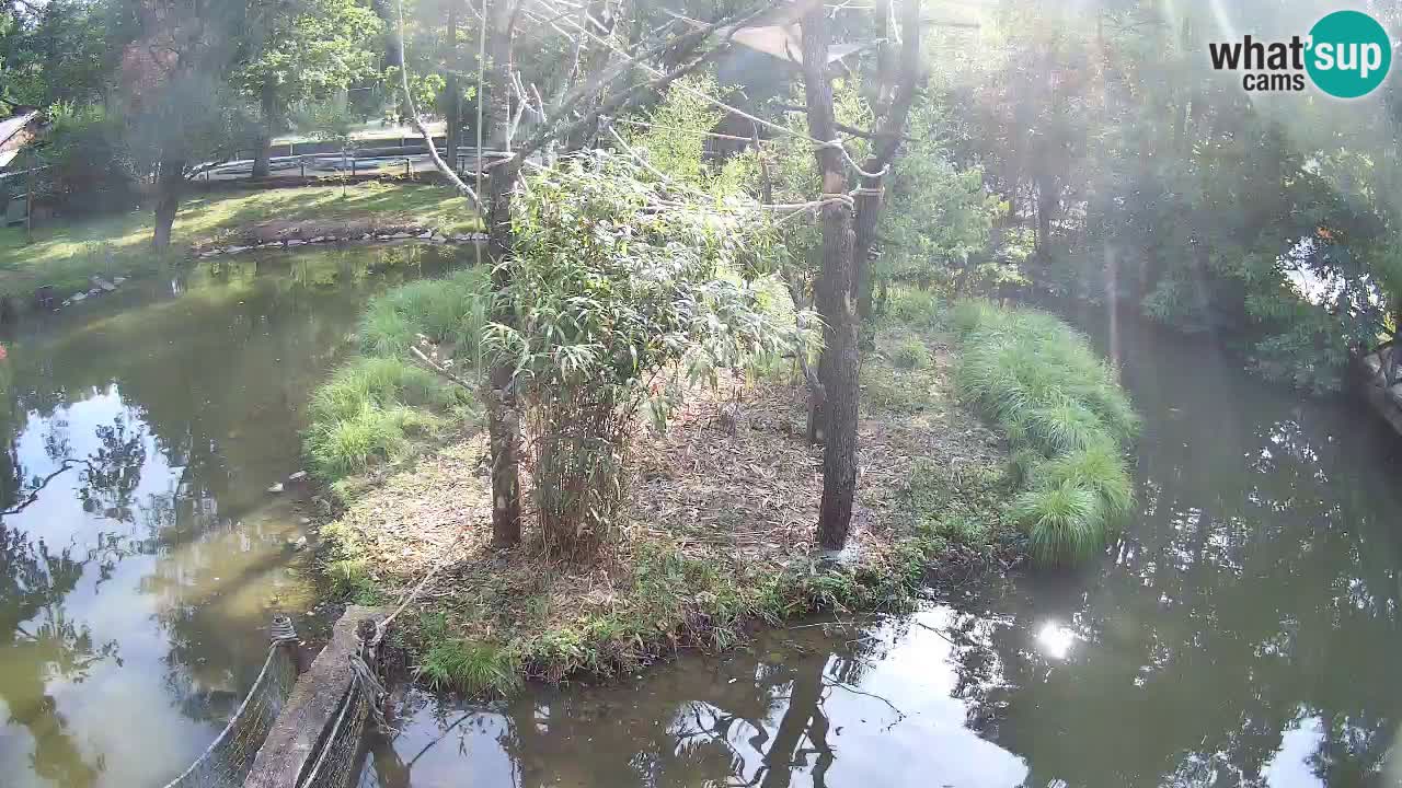 Yellow-cheeked gibbon Zoo Ljubljana livecam