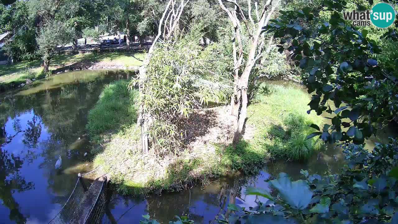 Gibbon à joues jaunes Zoo Ljubljana live cam