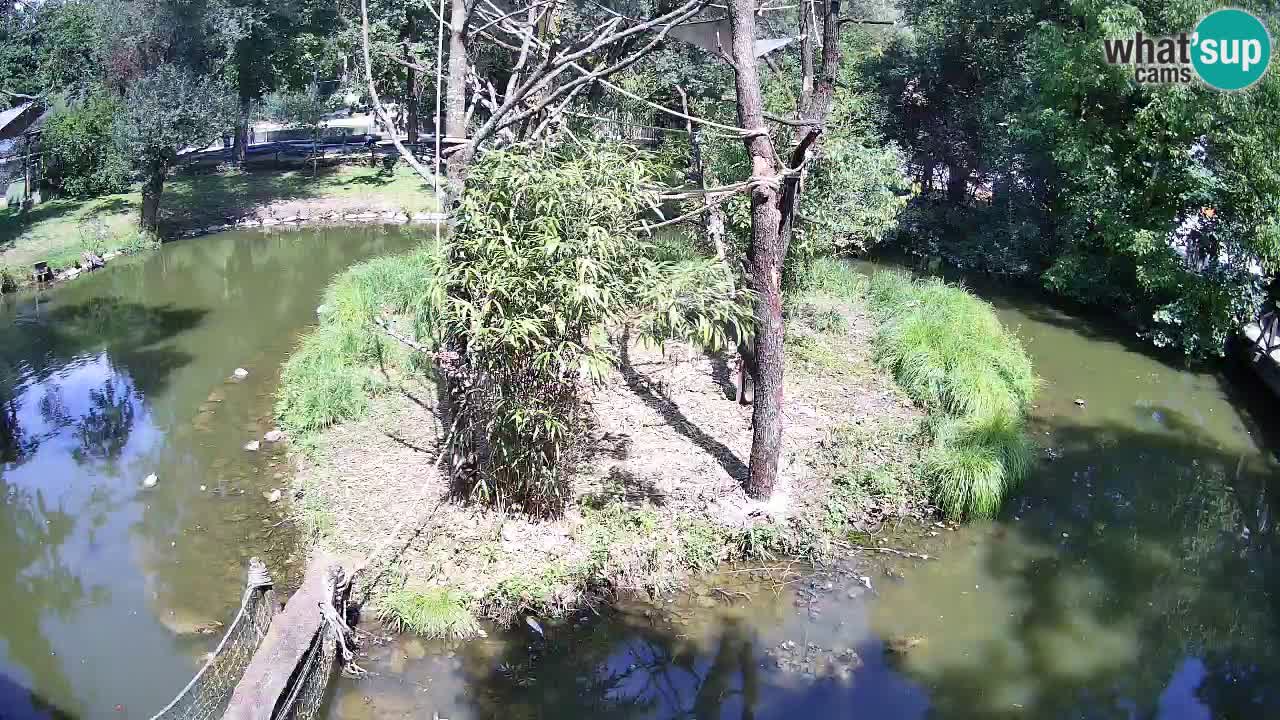 Südlicher Gelbwangen-Schopfgibbon Zoo Ljubljana webcam