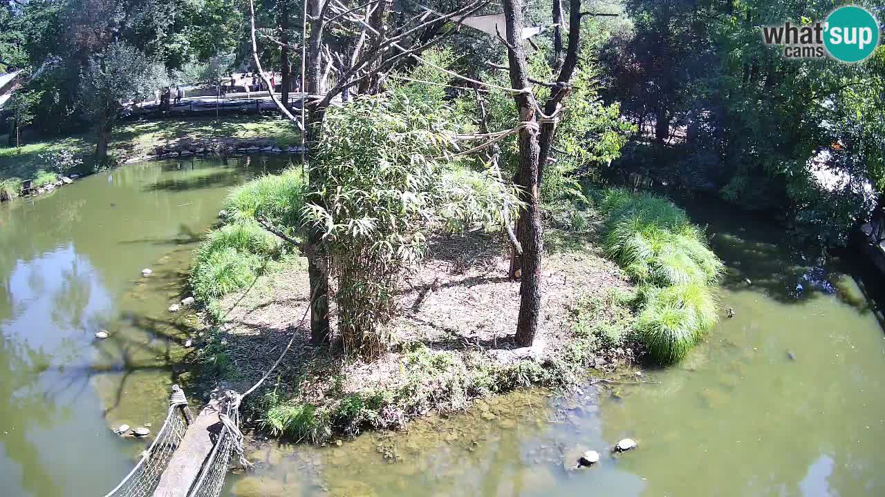 Südlicher Gelbwangen-Schopfgibbon Zoo Ljubljana webcam