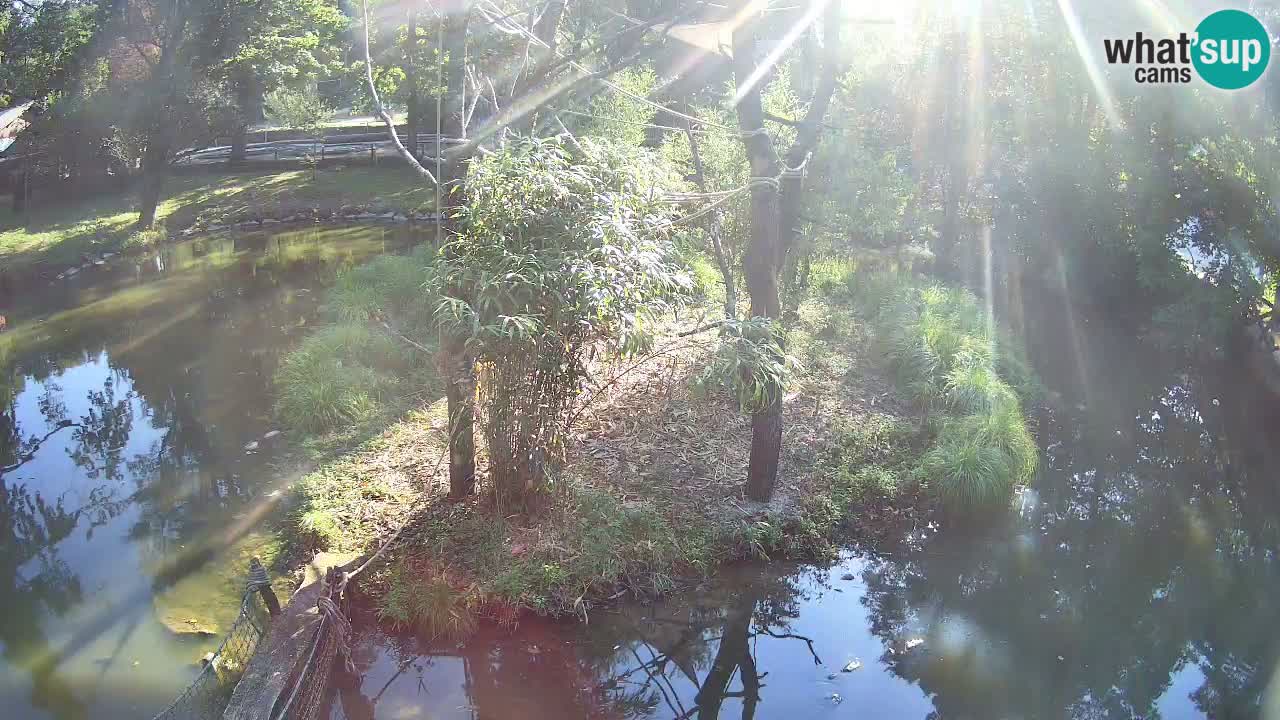 Yellow-cheeked gibbon Zoo Ljubljana livecam