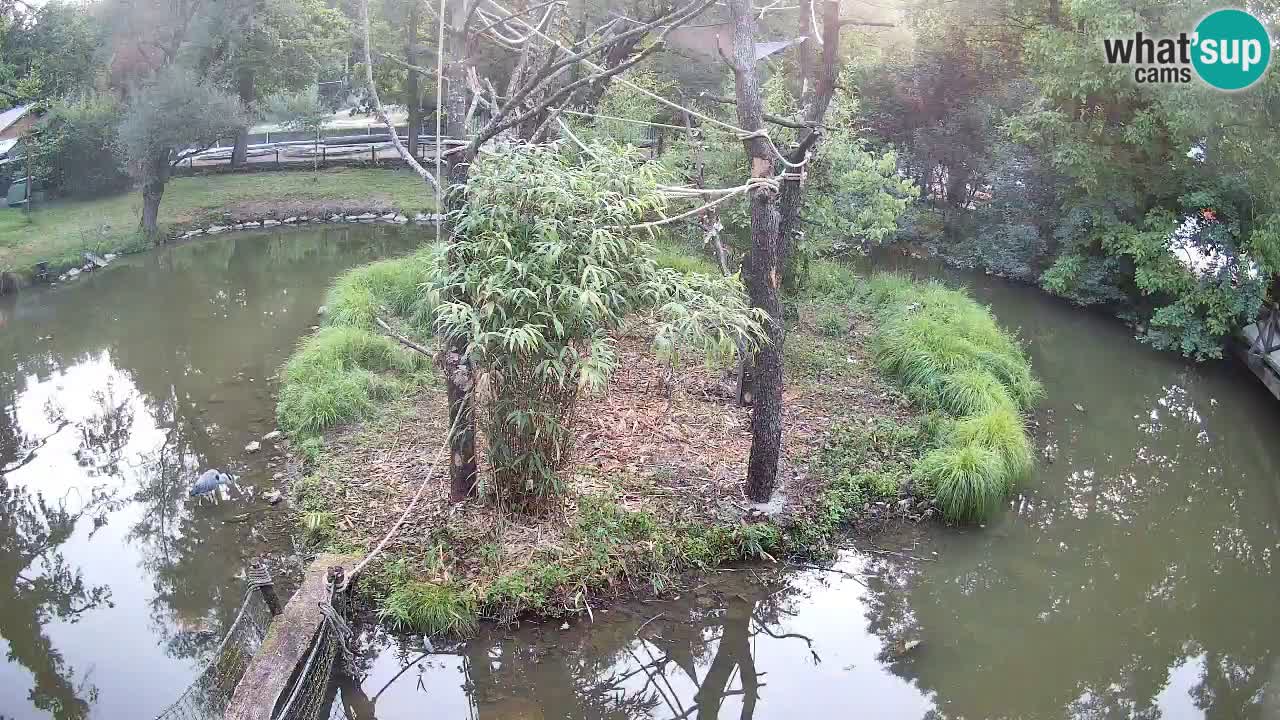 Gibbon à joues jaunes Zoo Ljubljana live cam