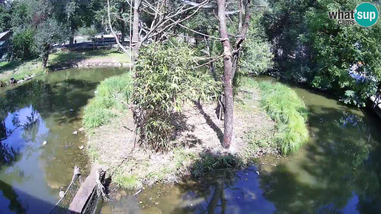 Gibbon à joues jaunes Zoo Ljubljana live cam
