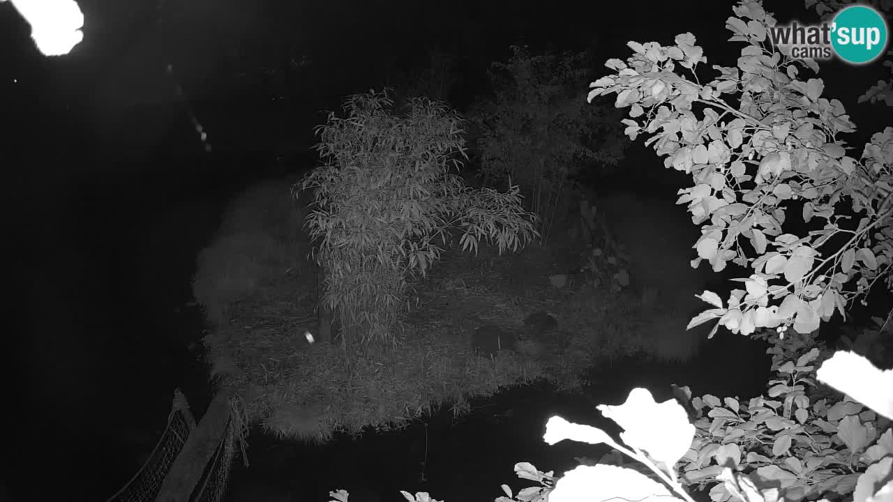Gibbon à joues jaunes Zoo Ljubljana live cam