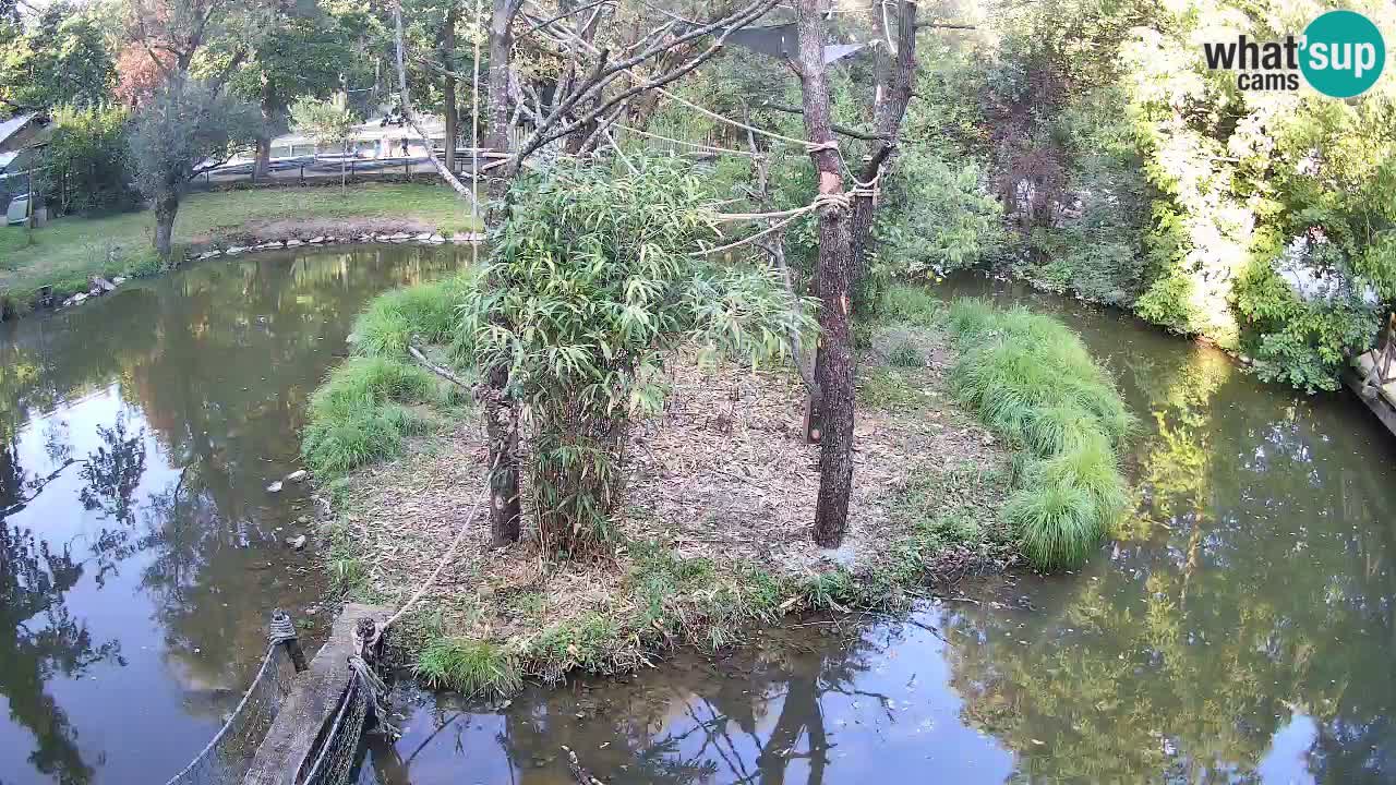 Gibbone dalle guance rosa nello ZOO di Ljubljana