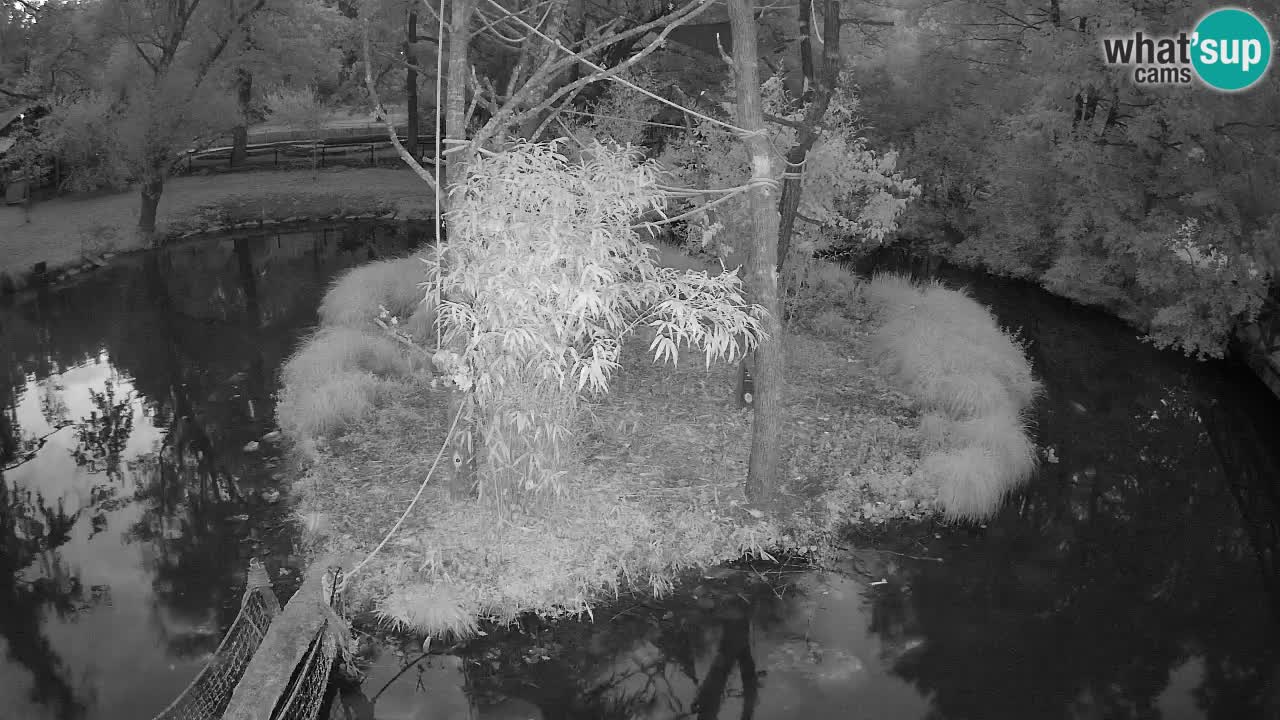 Yellow-cheeked gibbon Zoo Ljubljana livecam