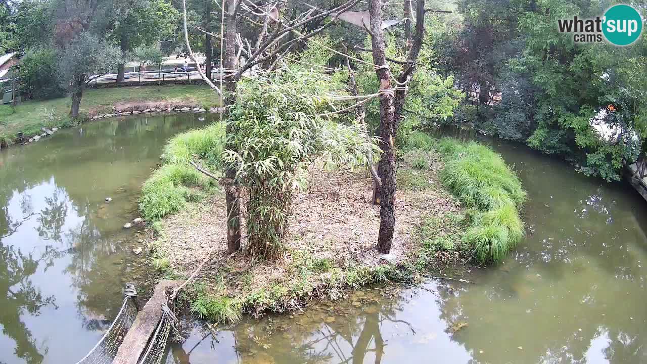 Yellow-cheeked gibbon Zoo Ljubljana livecam