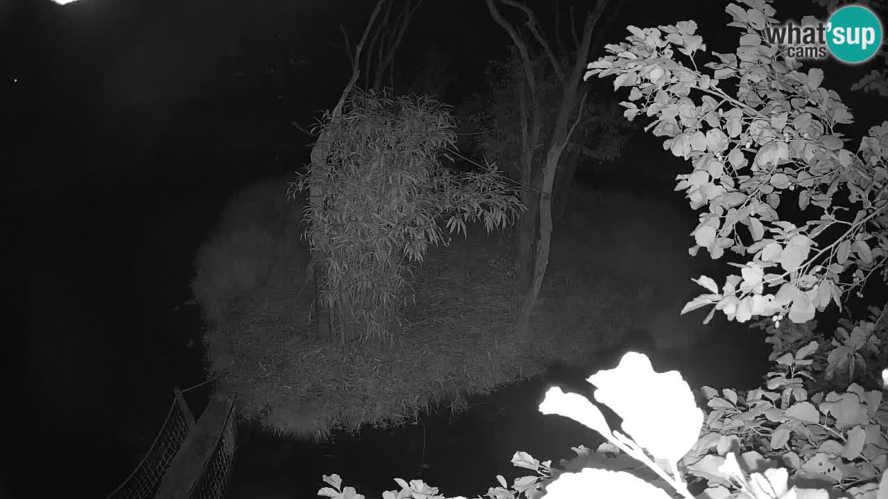 Yellow-cheeked gibbon Zoo Ljubljana livecam