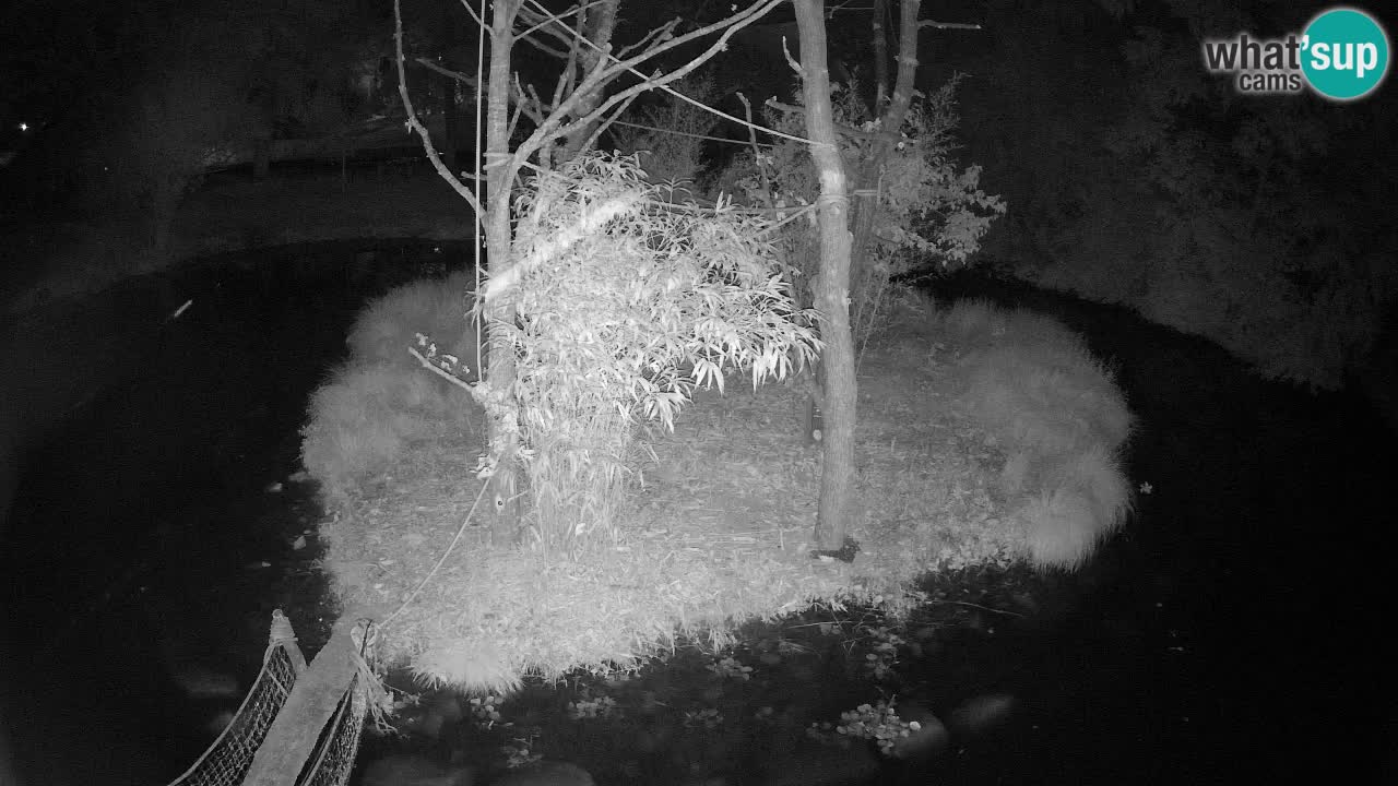 Gibbon à joues jaunes Zoo Ljubljana live cam
