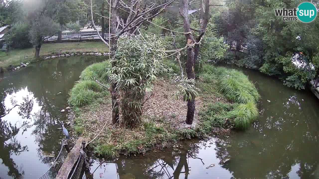 Yellow-cheeked gibbon Zoo Ljubljana livecam