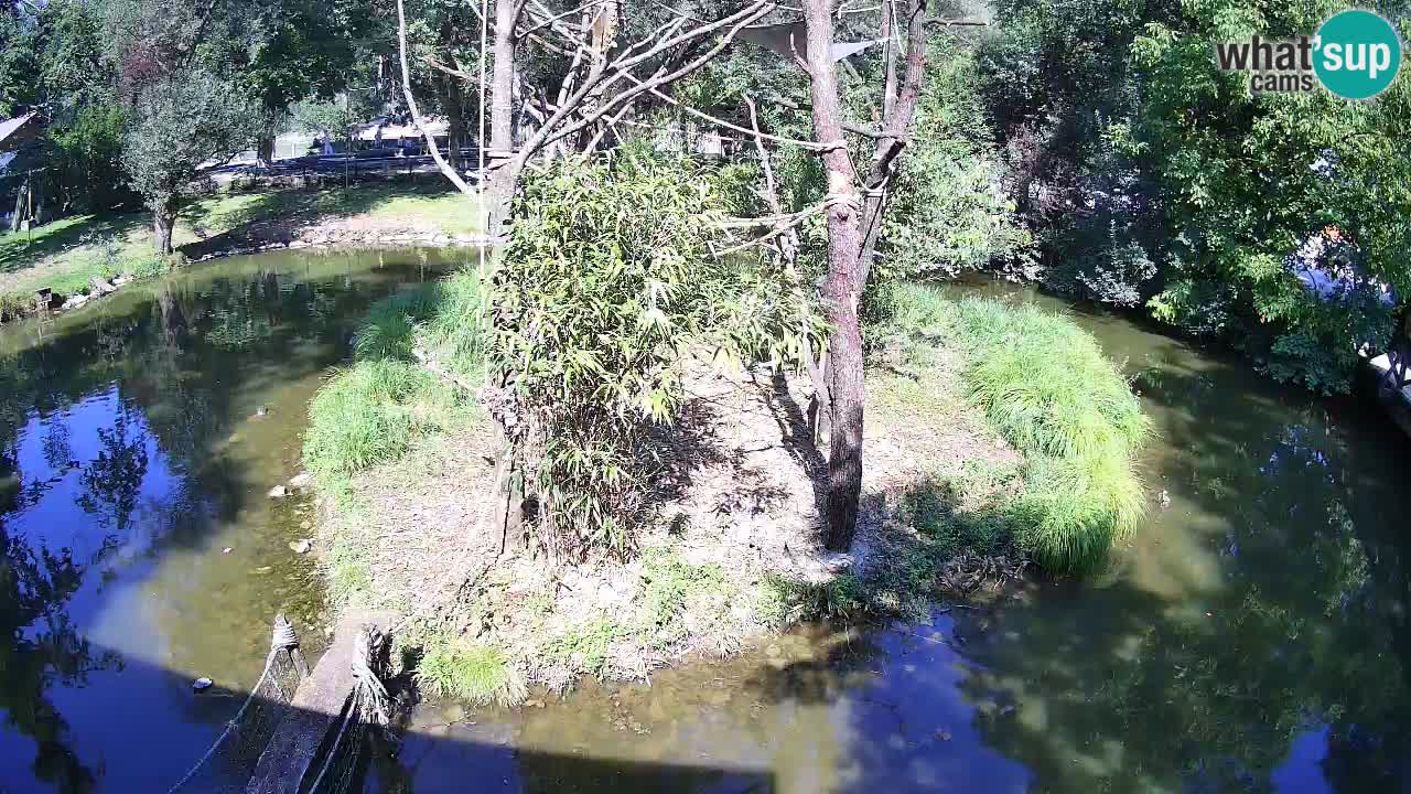 Südlicher Gelbwangen-Schopfgibbon Zoo Ljubljana webcam
