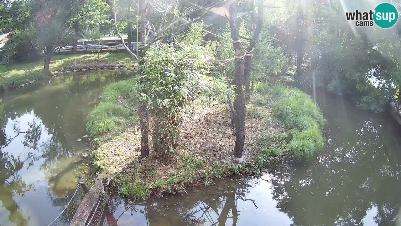 Gibbone dalle guance rosa nello ZOO di Ljubljana