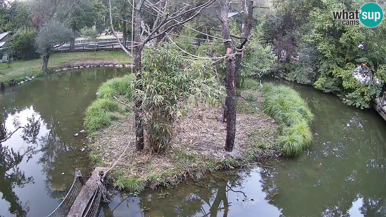 Südlicher Gelbwangen-Schopfgibbon Zoo Ljubljana webcam
