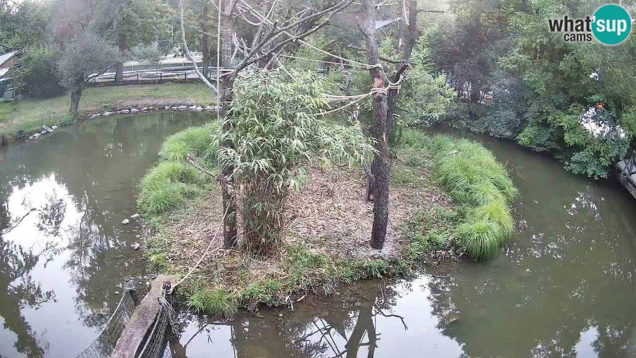 Gibbone dalle guance rosa nello ZOO di Ljubljana