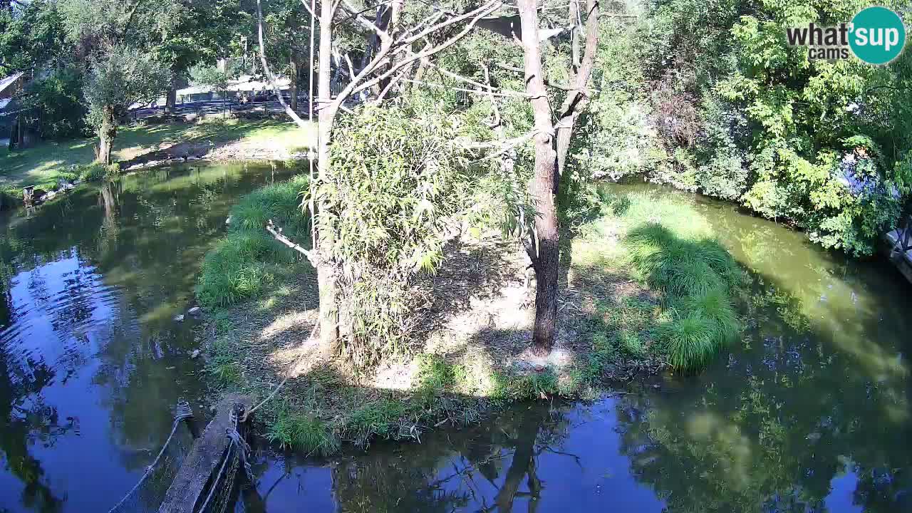 Südlicher Gelbwangen-Schopfgibbon Zoo Ljubljana webcam