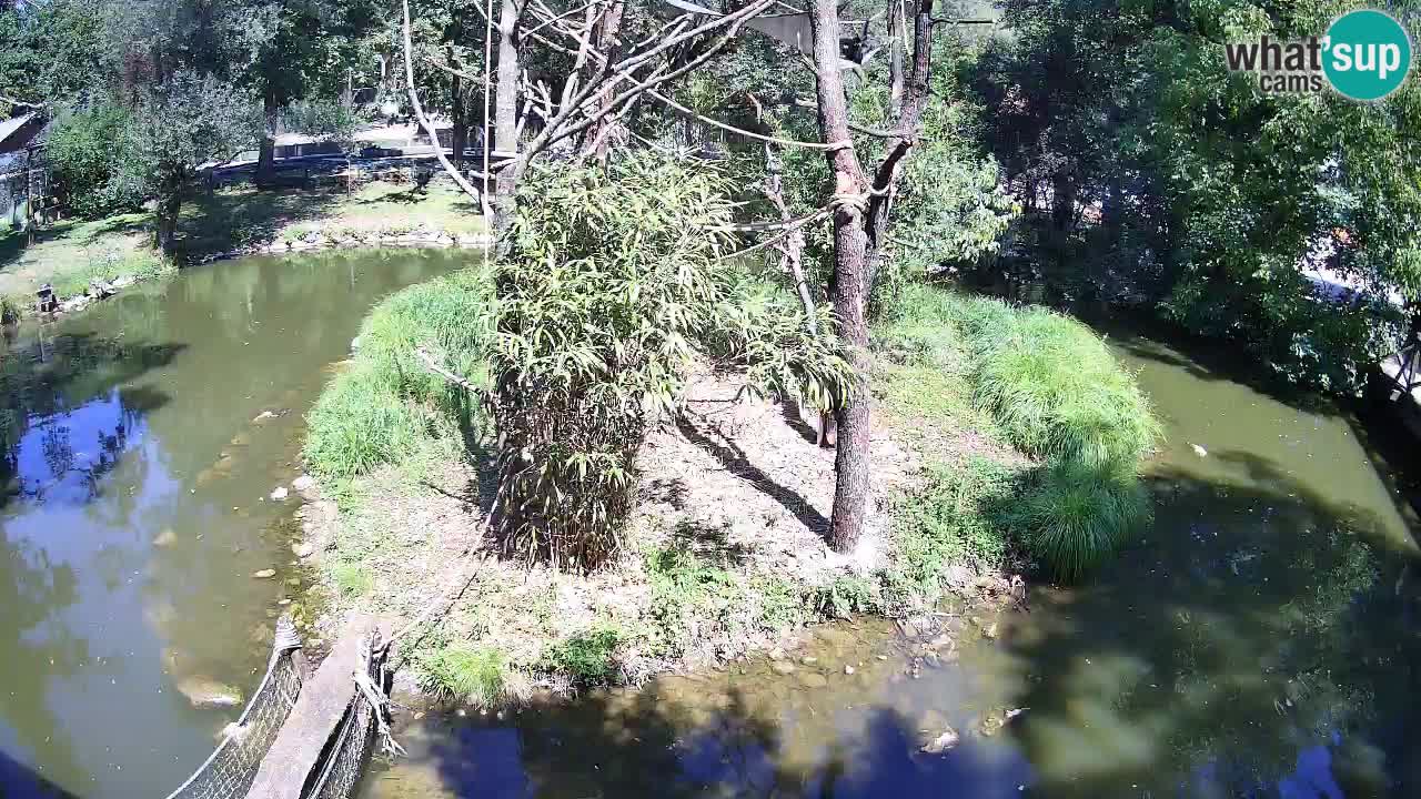 Südlicher Gelbwangen-Schopfgibbon Zoo Ljubljana webcam