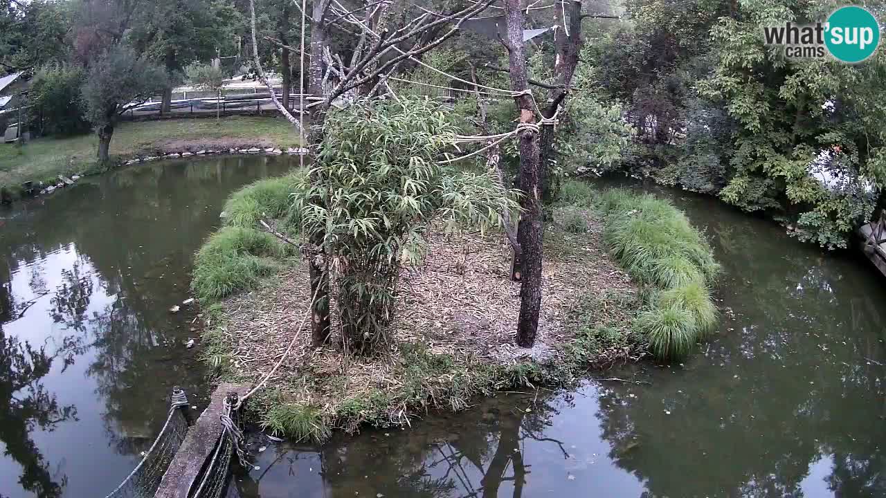 Yellow-cheeked gibbon Zoo Ljubljana livecam