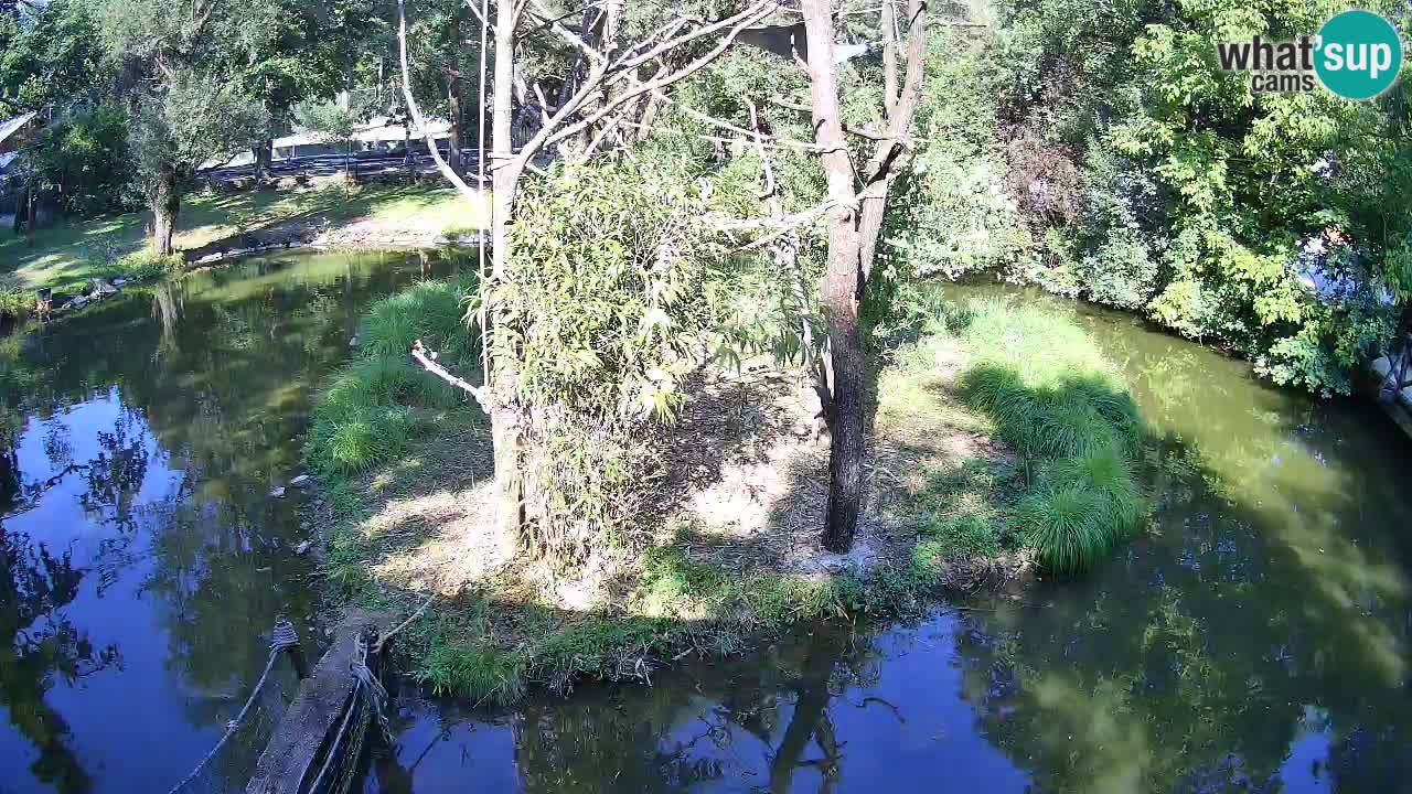 Yellow-cheeked gibbon Zoo Ljubljana livecam
