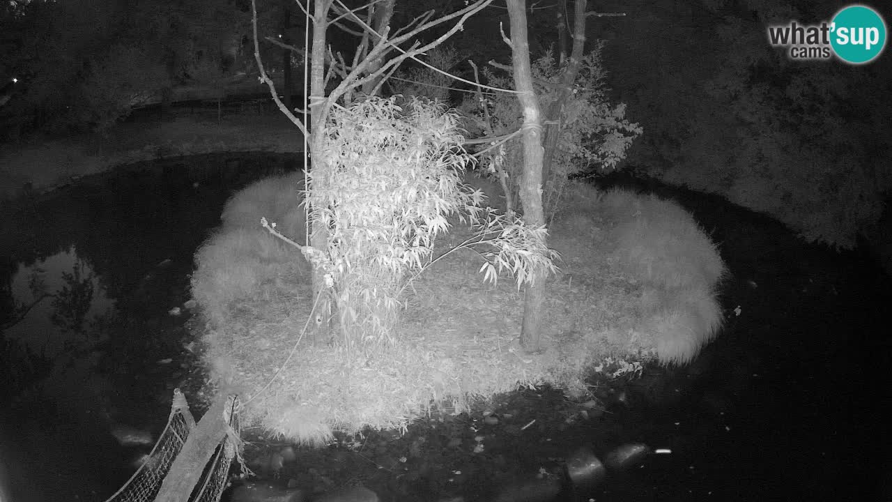 Yellow-cheeked gibbon Zoo Ljubljana livecam
