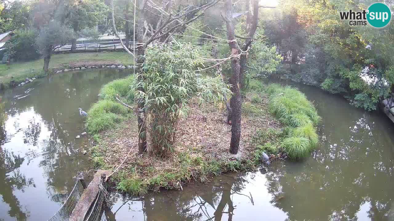 Zlatolični gibon živalski vrt Ljubljana