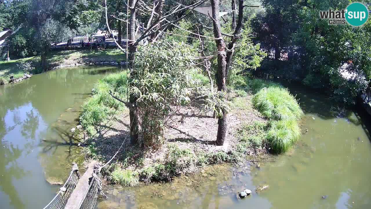 Südlicher Gelbwangen-Schopfgibbon Zoo Ljubljana webcam