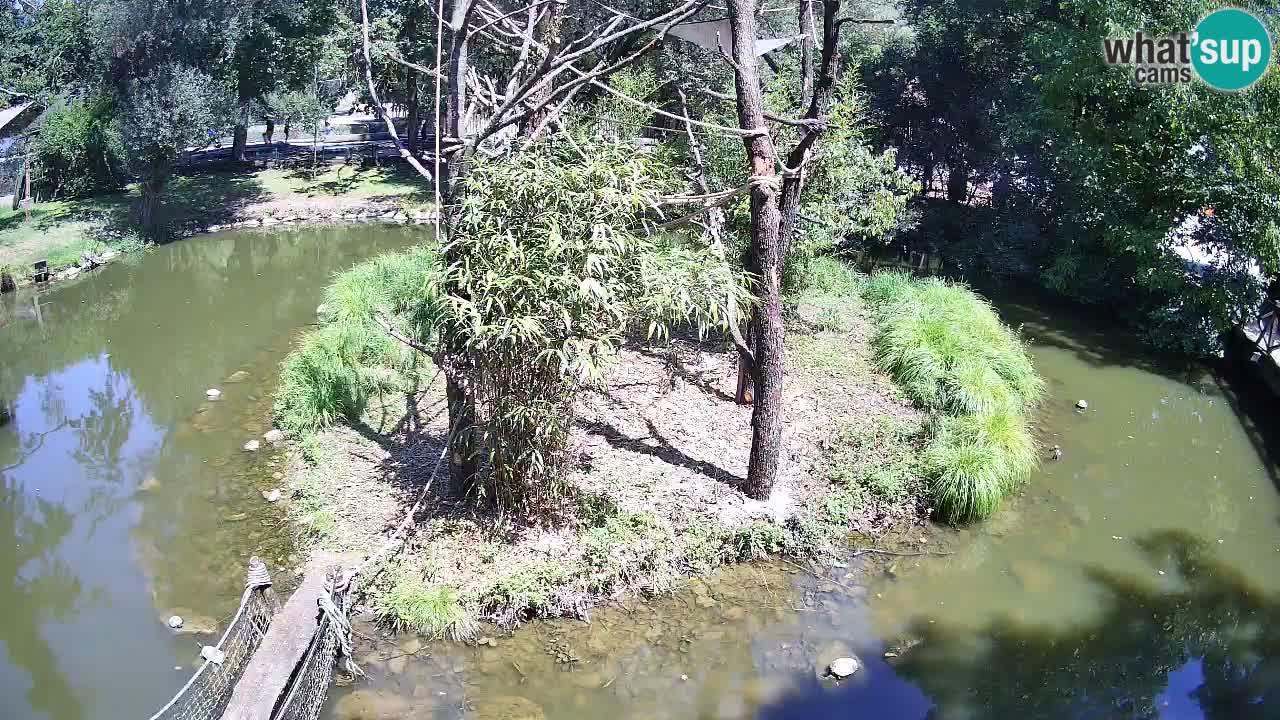 Yellow-cheeked gibbon Zoo Ljubljana livecam